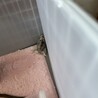 ガジガジに夢中ですごい体勢になっとる(°▽°)
