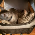 至急募集します