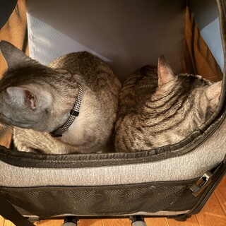至急募集します