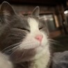 にゃんたろう2525