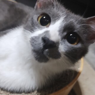 白黒ブサかわ猫ぶっちゃん」千葉県 - 猫の里親募集(485264) :: ペット