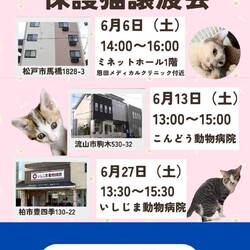 流山市♡保護猫譲渡会♡NPO法人にゃん2