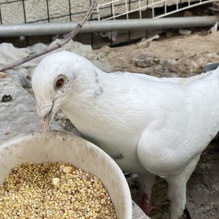 鳩　ゴマちゃんとグレーちゃん