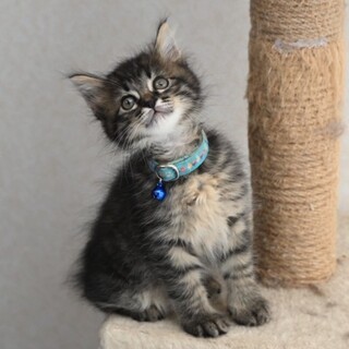 長毛のイケメン黒キジ猫★マーニャくん