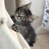 長毛のイケメン黒キジ猫★マーニャくん サムネイル2