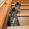 長毛のイケメン黒キジ猫★マーニャくん サムネイル3