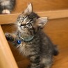 長毛のイケメン黒キジ猫★マーニャくん サムネイル4
