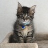 長毛のイケメン黒キジ猫★マーニャくん サムネイル5