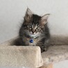 長毛のイケメン黒キジ猫★マーニャくん サムネイル6