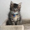 長毛のイケメン黒キジ猫★マーニャくん サムネイル7