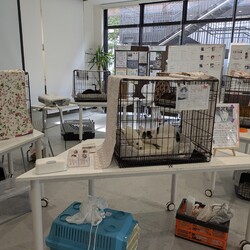 「譲渡会・イベント参加のご報告」サムネイル2
