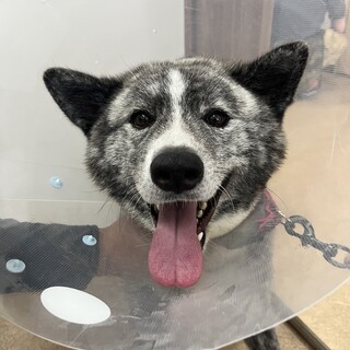 可愛いさいっぱい秋田犬　美人のしちみちゃん2歳　