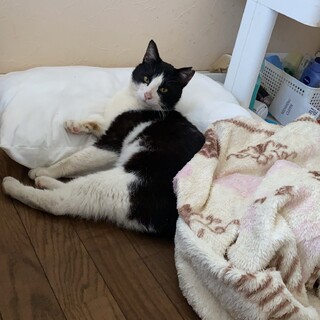 若いとても甘えん坊で人懐っこいパンダ猫です！