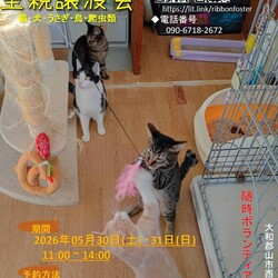 犬猫鳥小動物の譲渡会