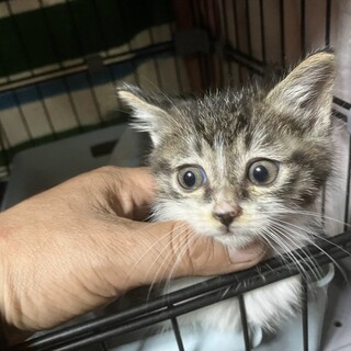 ヒマラヤンMIXの保護猫里親募集情報【掲載順】 :: ペットのおうち