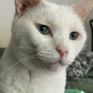 ヒマラヤン フワフワな毛」東京都 - 猫の里親募集(508989