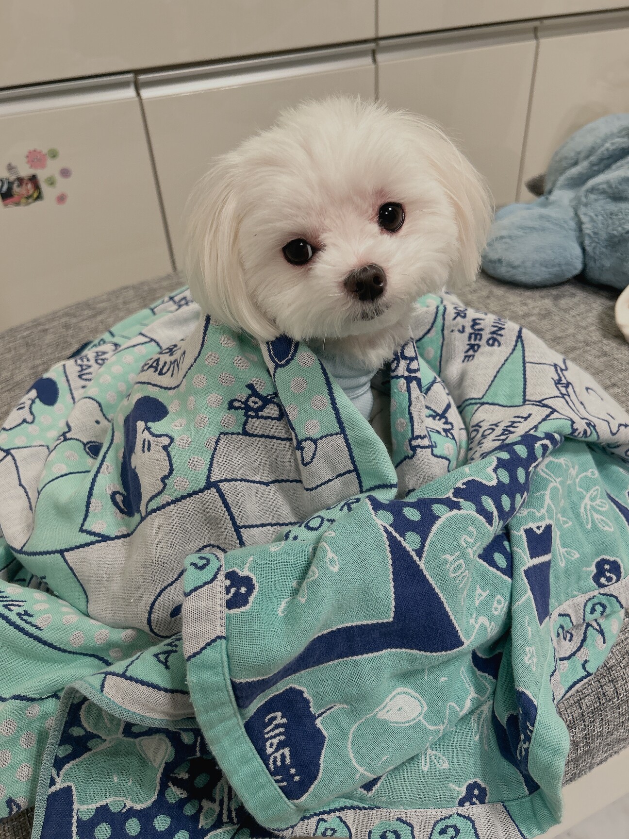 去勢済み♂マルチーズのハ」大阪府 - 犬の里親募集(541074) 6枚目の