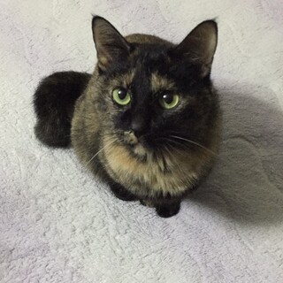 甘えん坊で癒されるメス猫