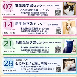 ▼猫の譲渡会▼名古屋市熱田区