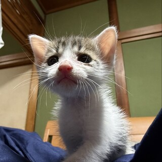 ヒマラヤン フワフワな毛」東京都 - 猫の里親募集(508989
