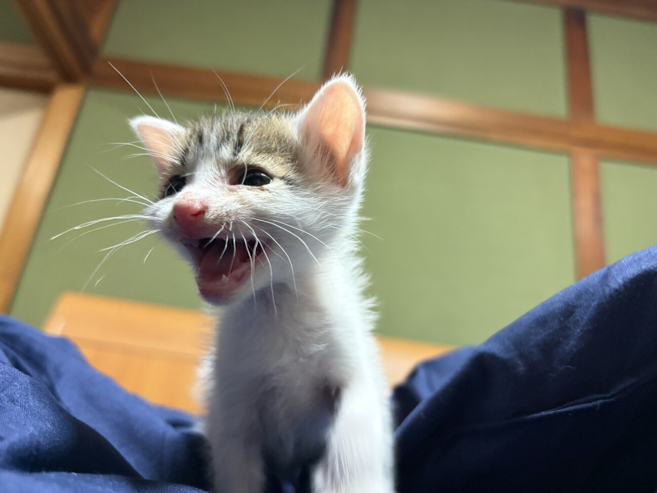 ミミくん」香川県 - 猫の里親募集(541076) 3枚目の画像 :: ペットの