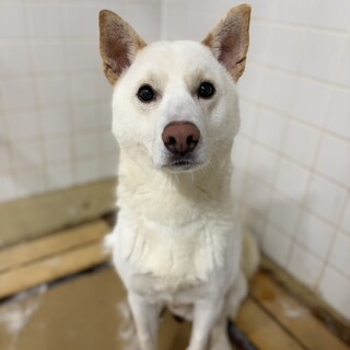 ラブラドール チョコラブ | D,D,D,の犬ブログ 茅野市 犬のトリミング＆ペットホテル