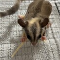 フクロモモンガ2匹（里親決定済み）