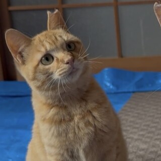 甘えん坊のあんずちゃん　