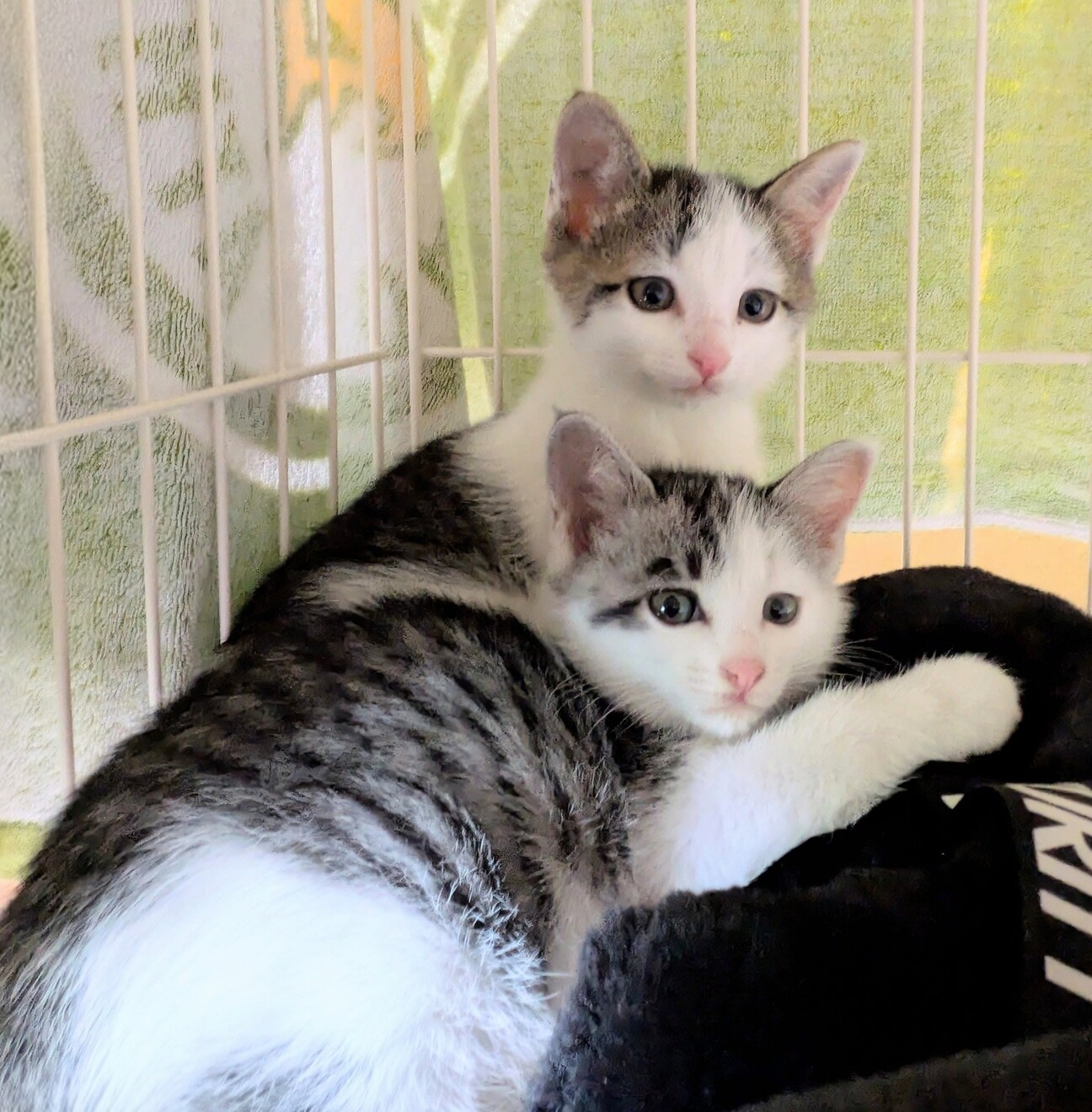 ☆受付中！☆鳥・猫 仲良し白キジ子猫兄妹の里親募集」奈良県 - 猫の里親募集(540904
