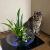 ミミちゃん　14歳