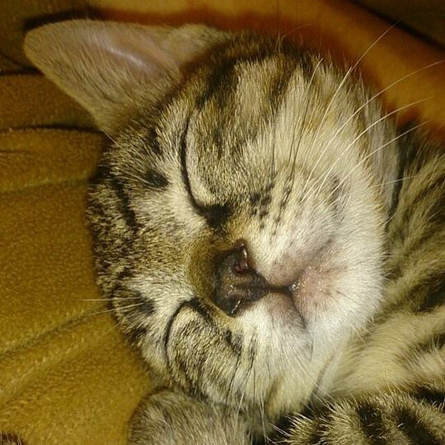ミミ