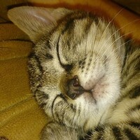 ミミ