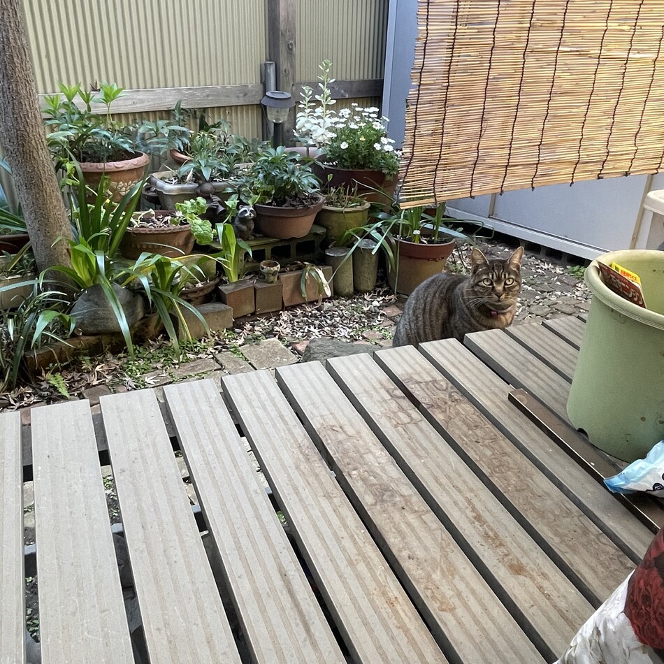 ミミのカバー写真