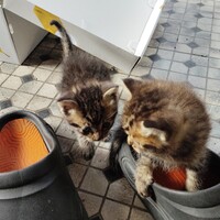 可愛い子猫三匹