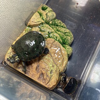 可愛い亀です。