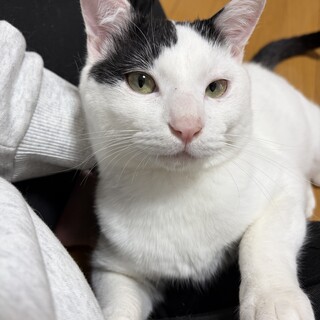 ヒマラヤン フワフワな毛」東京都 - 猫の里親募集(508989