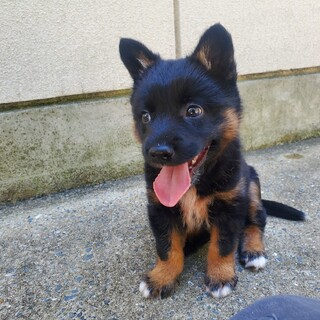 子犬の家族募集【全国から応募可能】