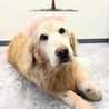 桜の木の下（保護活動者）