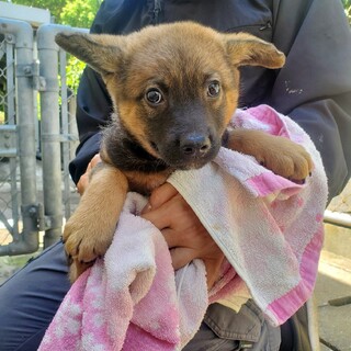 子犬の家族募集【全国から応募可能】
