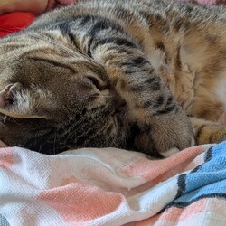 「お昼寝たっぷり」サムネイル2