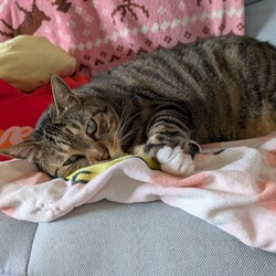 「お昼寝たっぷり」サムネイル3