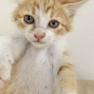 ひのき　おっとりゆったり茶白の男子