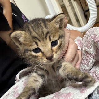 ネコ好きな優しい里親様募集！