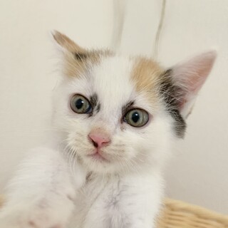 わんにゃんハートが投稿した里親募集 :: ペットのおうち【里親決定30万