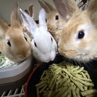 うさぎ
