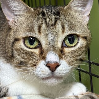 ちょっぴり控えめな甘えん坊さん！ナイロンくん