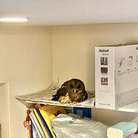 マツゲ