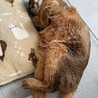 寝てるときは…いい。起きたら、豹変。