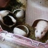 小動物とぬいぐるみ様 さん