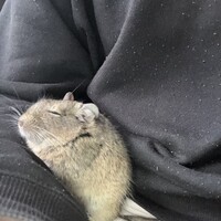 ねずこ